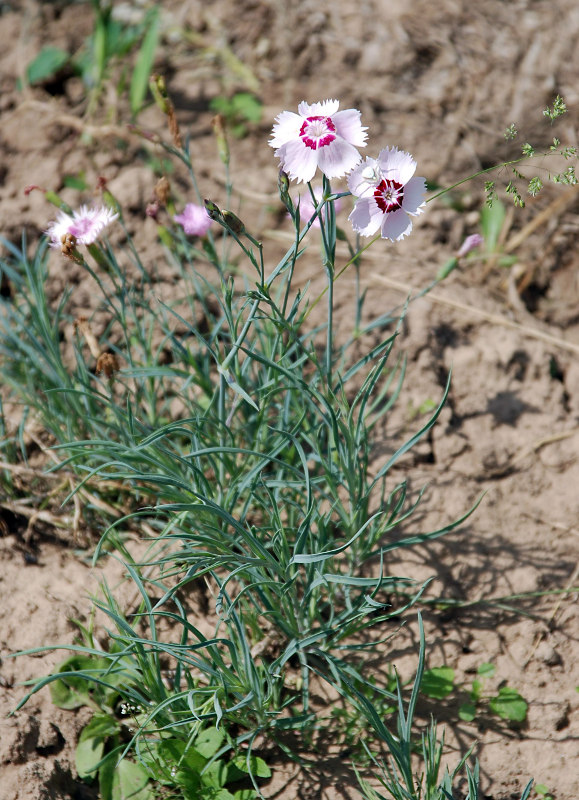 Изображение особи род Dianthus.