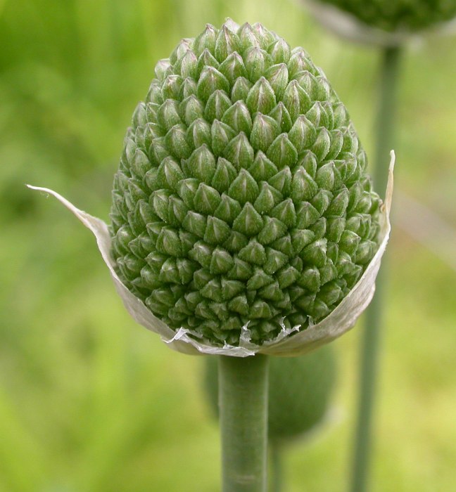 Image of Allium sphaerocephalon specimen.