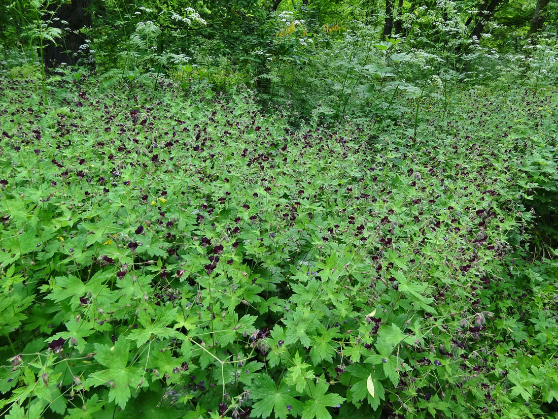 Image of Geranium phaeum specimen.
