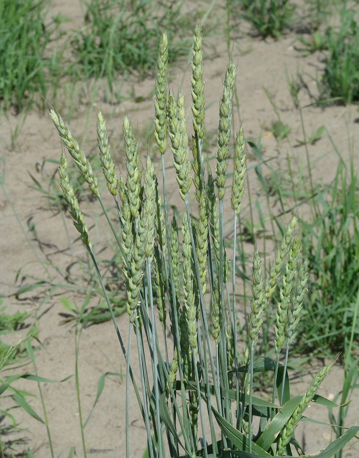 Image of Triticum aestivum specimen.