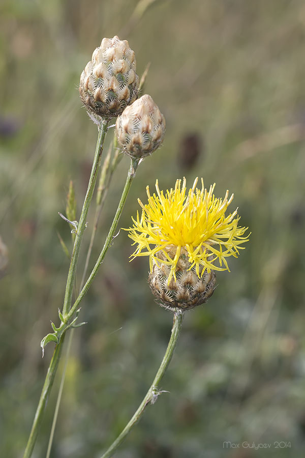 Image of Centaurea orientalis specimen.