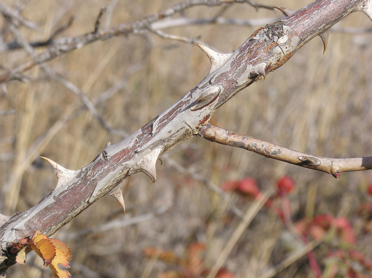 Image of genus Rosa specimen.