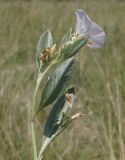 Convolvulus lineatus