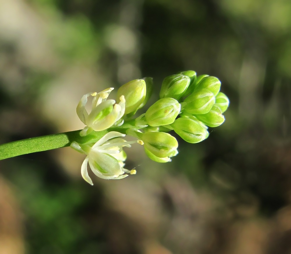 Image of Tofieldia pusilla specimen.