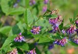 Vicia unijuga