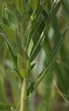 Lithospermum officinale