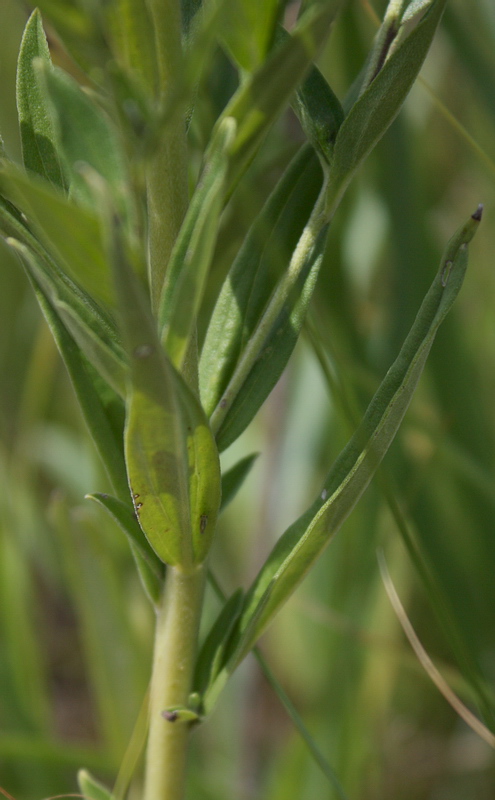 Изображение особи Lithospermum officinale.