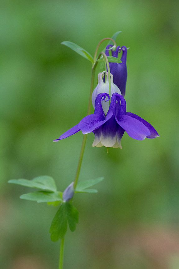 Image of Aquilegia sibirica specimen.