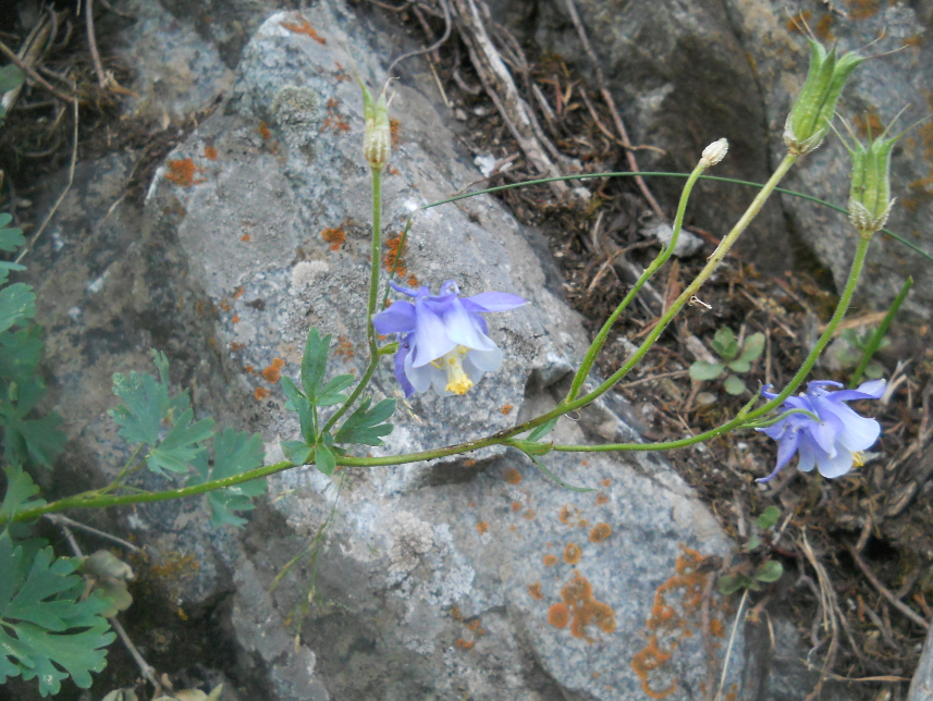 Изображение особи Aquilegia vitalii.