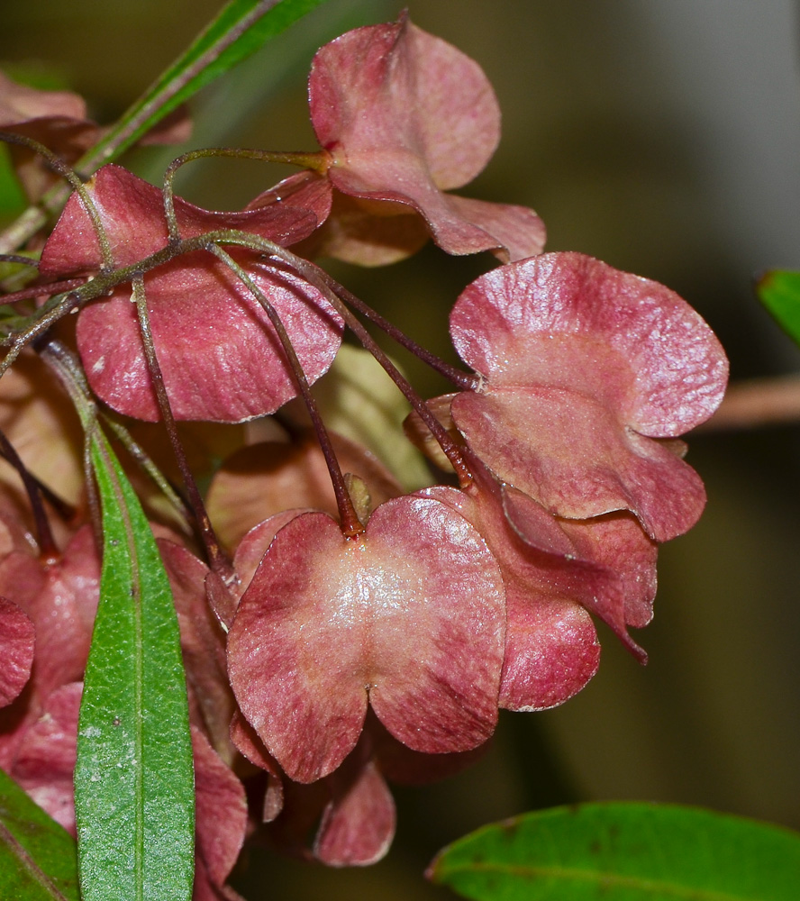 Изображение особи Dodonaea viscosa.