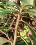 Euphorbia amygdaloides. Часть побега цветущего растения. Краснодарский край, Сочи, окр. Мацесты, лес. 18.02.2015.