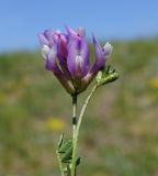 Astragalus ceratoides