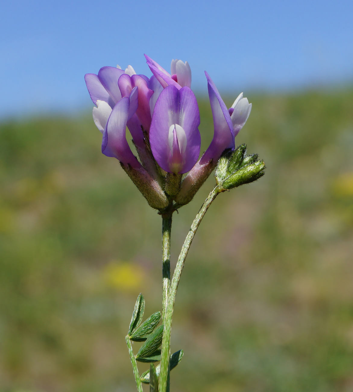 Изображение особи Astragalus ceratoides.