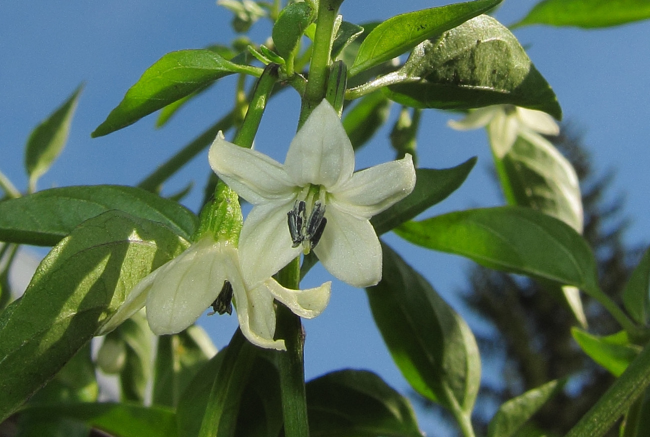 Image of Capsicum annuum specimen.