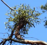 Viscum austriacum
