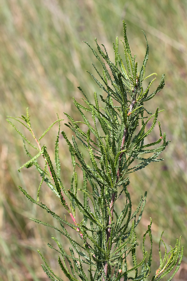 Image of Spiraeanthus schrenkianus specimen.