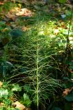 Equisetum arvense