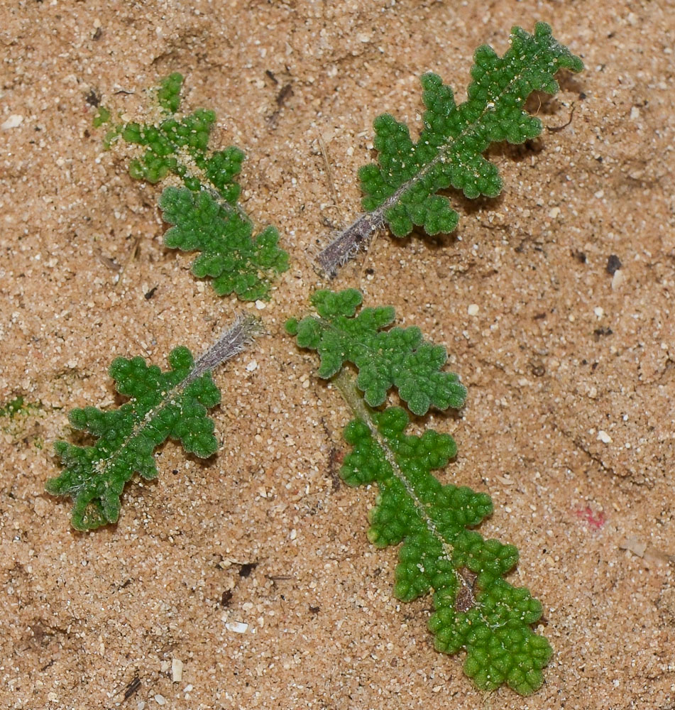 Image of Salvia lanigera specimen.