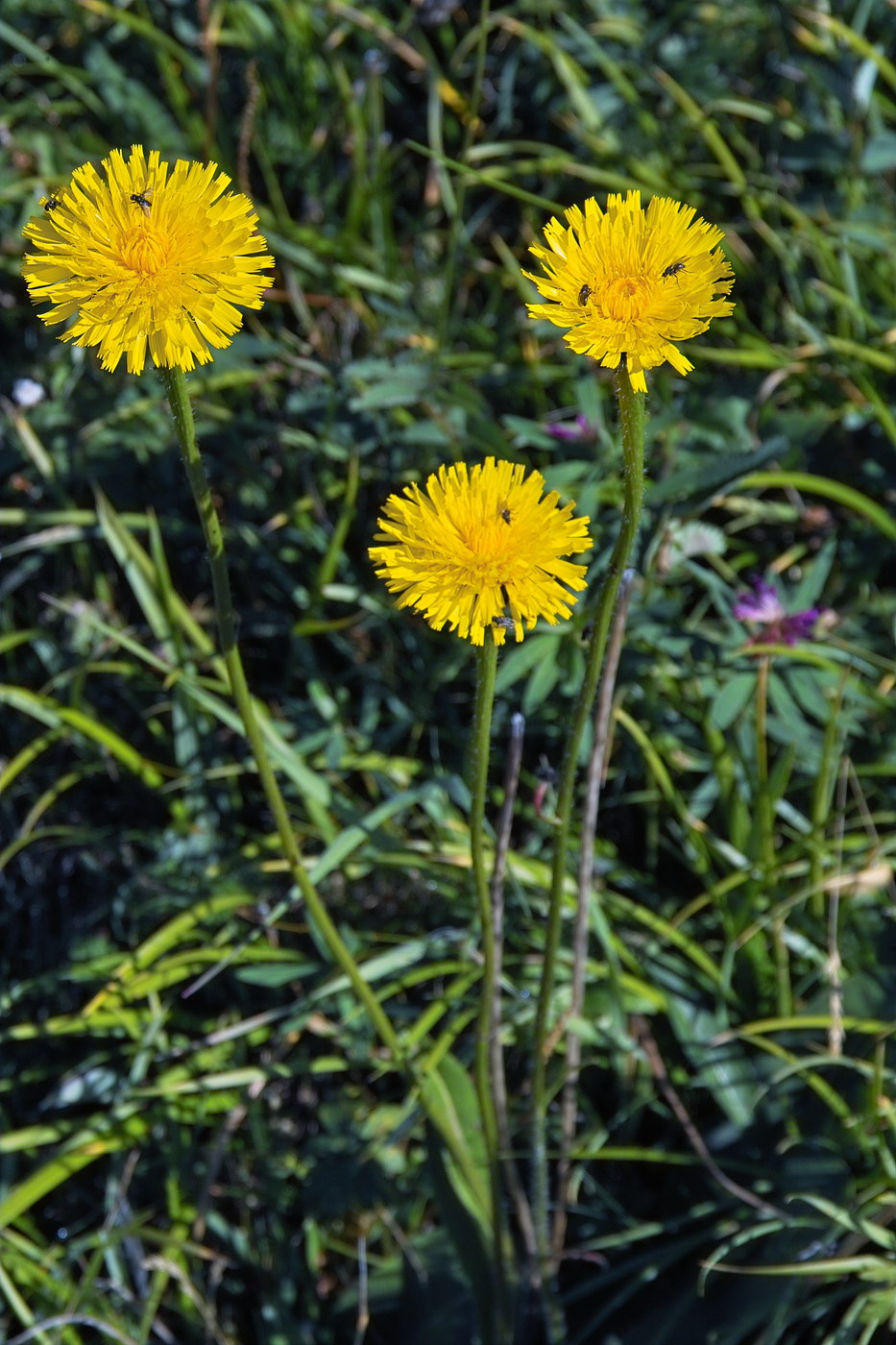 Image of Trommsdorffia maculata specimen.