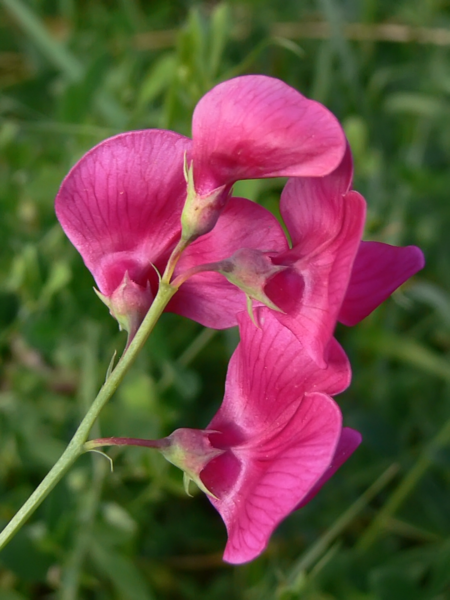 Изображение особи Lathyrus tuberosus.