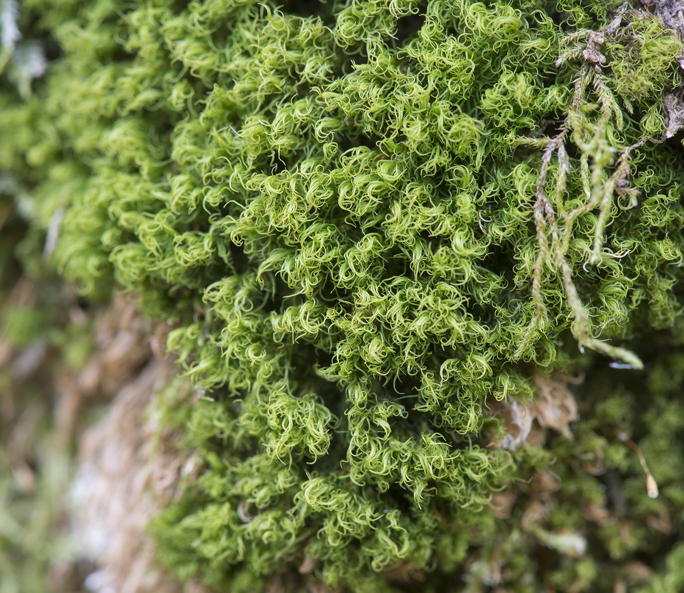 Image of Dicranum montanum specimen.