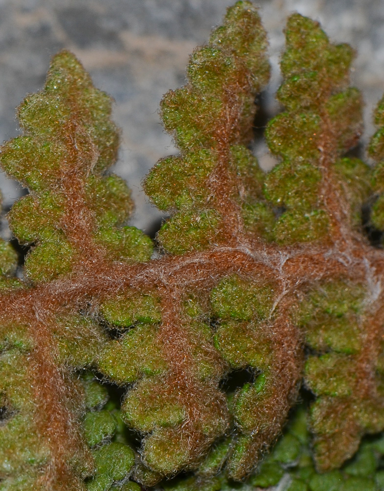 Image of Cosentinia vellea specimen.