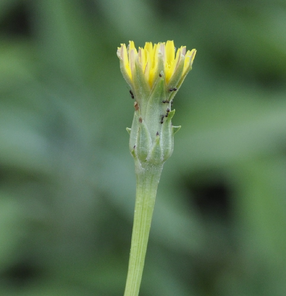 Image of Scorzonera laciniata specimen.