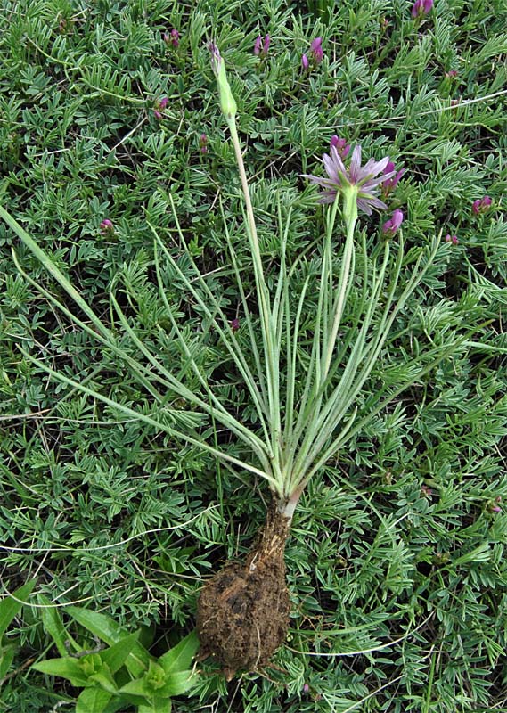 Image of Scorzonera suberosa specimen.