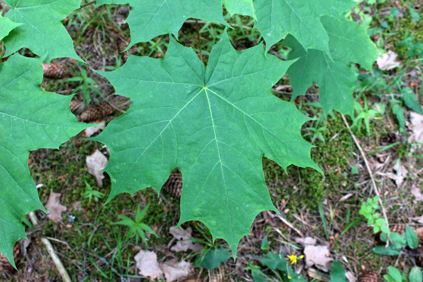 Image of Acer platanoides specimen.