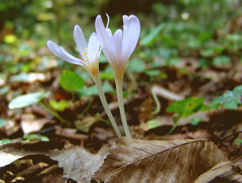 Image of Colchicum umbrosum specimen.