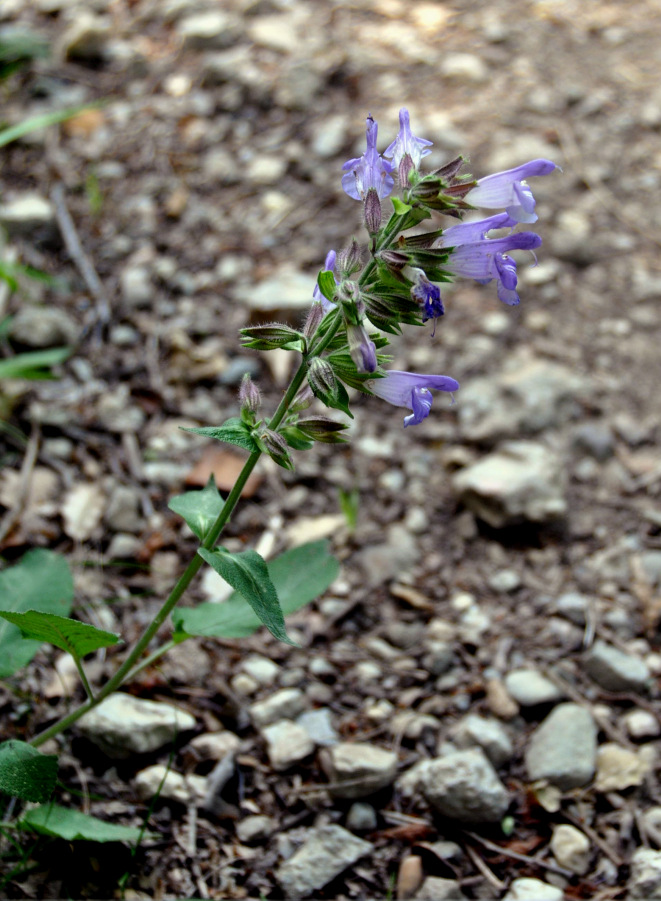 Image of Salvia tomentosa specimen.