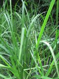 Sparganium microcarpum