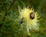 Rhaponticoides ruthenica. Соцветие с кормящимся Cetonia aurata. Южный Урал, Челябинская обл., правый берег р. Ай, скальный массив ниже Больших Притесов. 9 июля 2016 г.