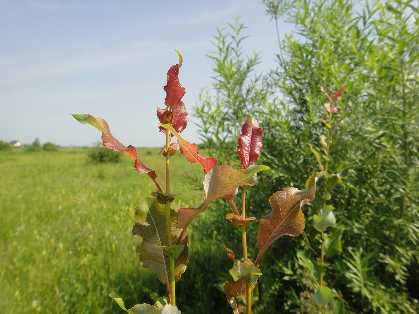 Image of Salix pyrolifolia specimen.