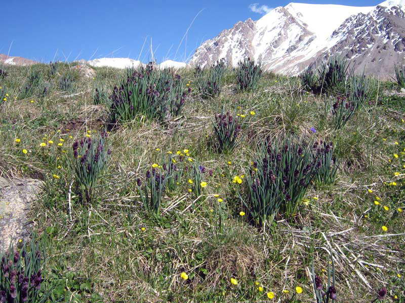 Image of Allium atrosanguineum specimen.