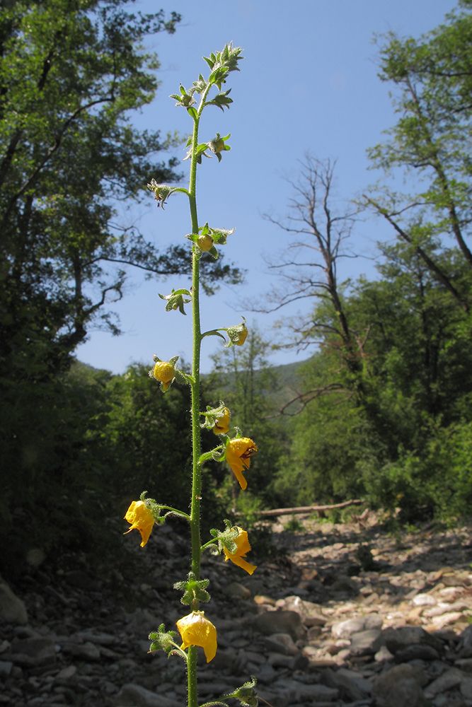 Изображение особи Verbascum blattaria.