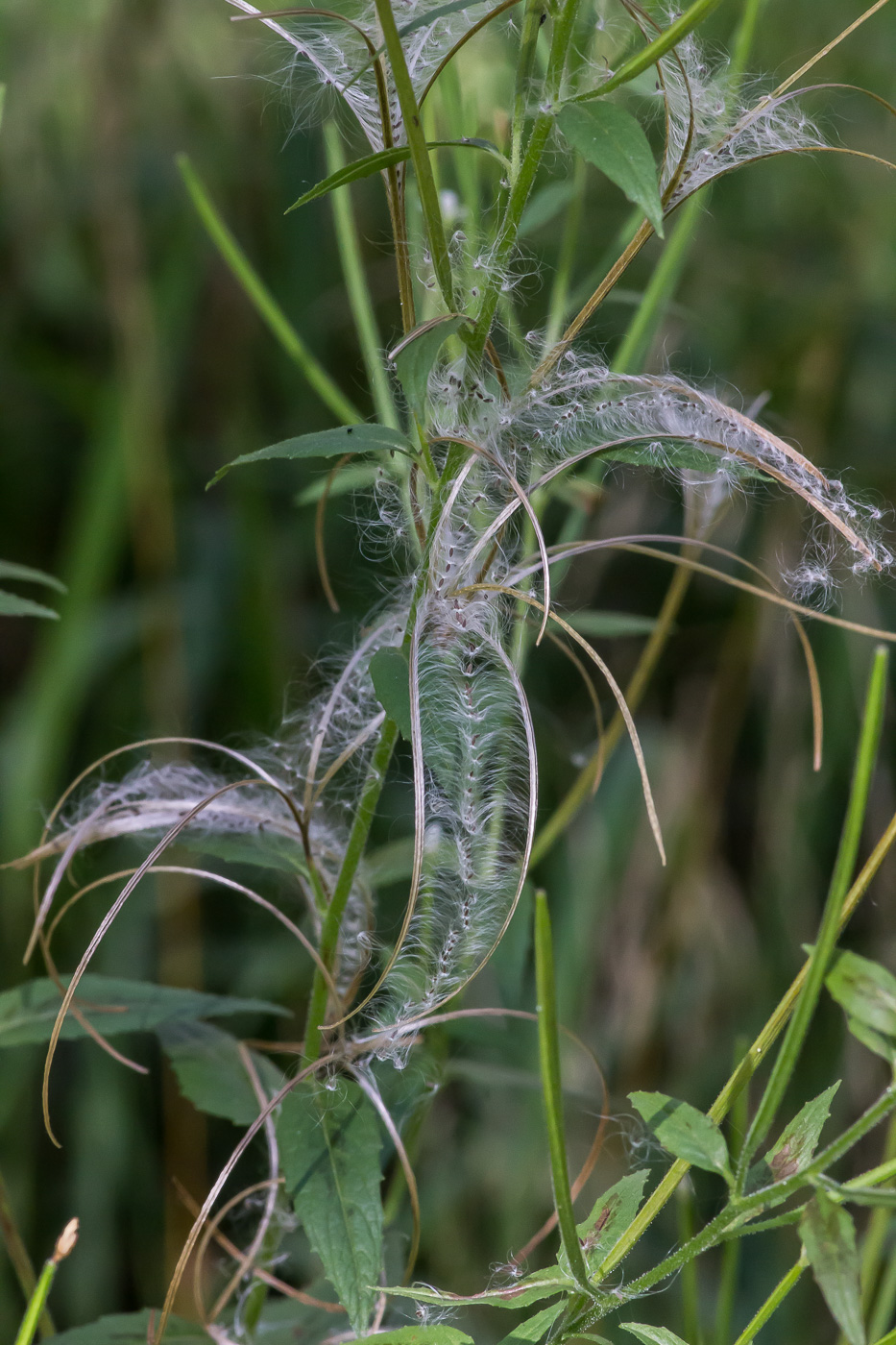 Изображение особи Epilobium adenocaulon.