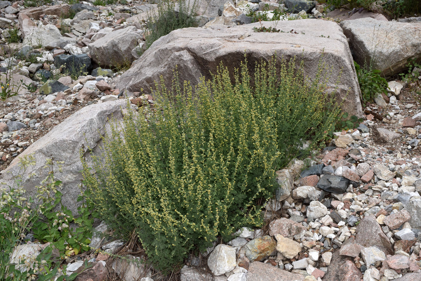 Изображение особи Artemisia persica.