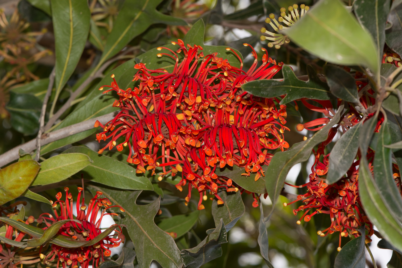 Изображение особи Stenocarpus sinuatus.