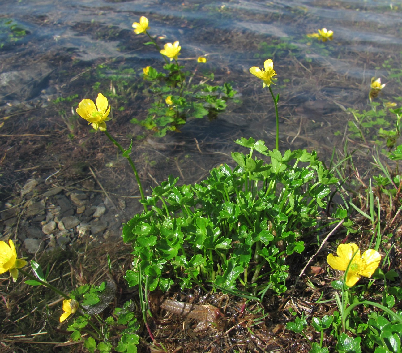 Image of Ranunculus crassifolius specimen.