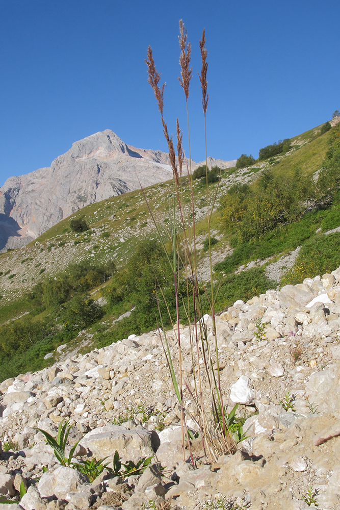 Image of genus Calamagrostis specimen.