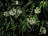 Staphylea colchica