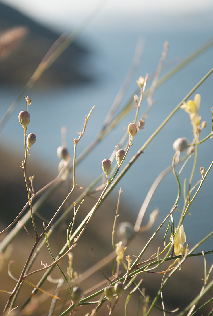 Image of Linaria altaica specimen.