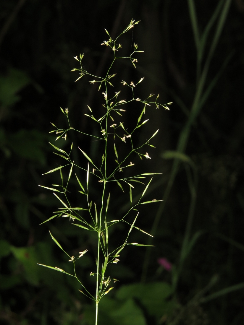 Изображение особи Agrostis tenuis.