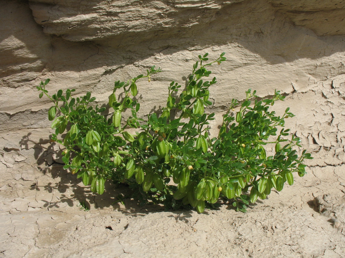 Image of Zygophyllum lehmannianum specimen.