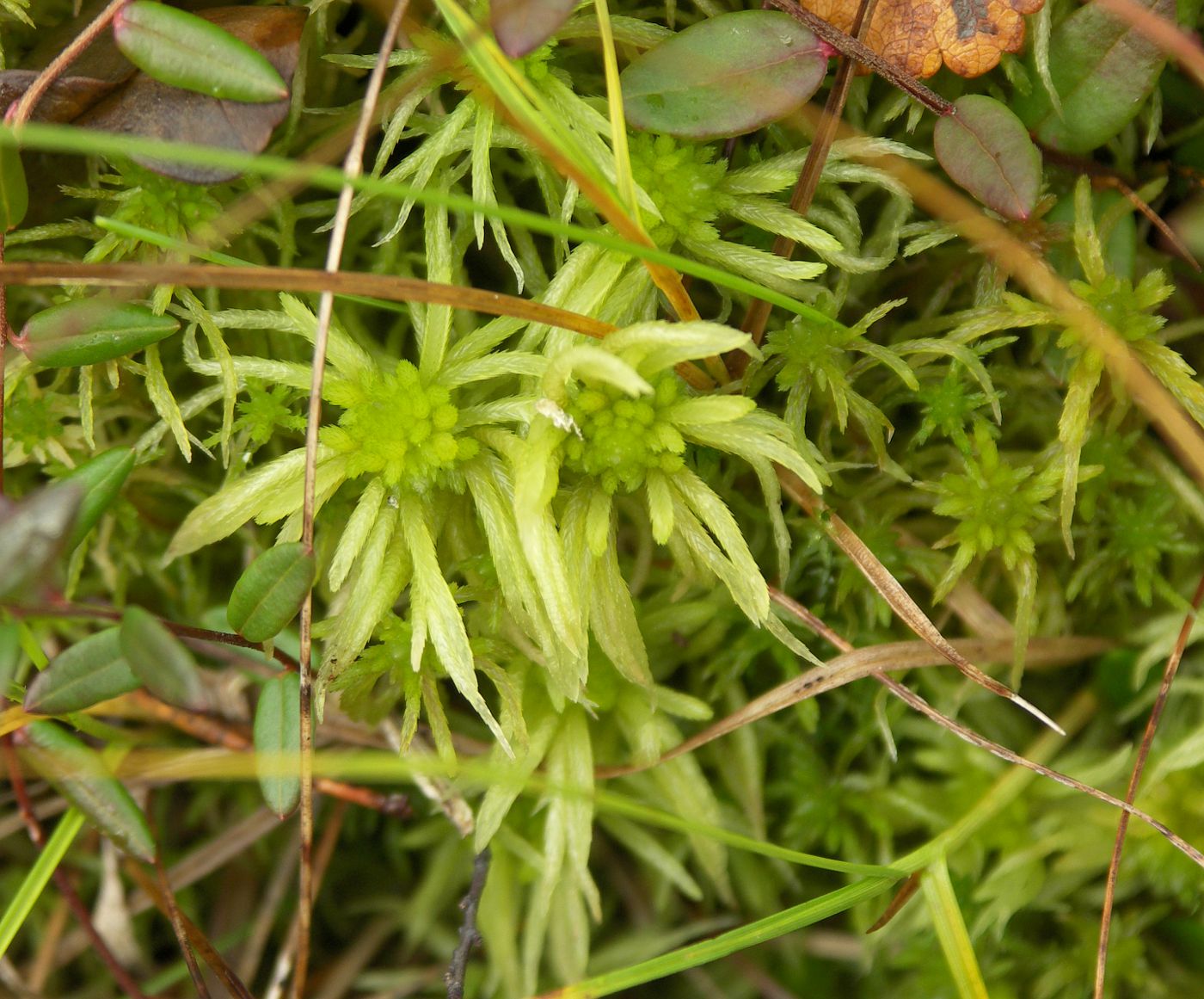 Изображение особи Sphagnum teres.