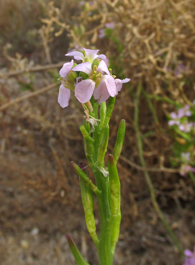 Image of Cakile euxina specimen.