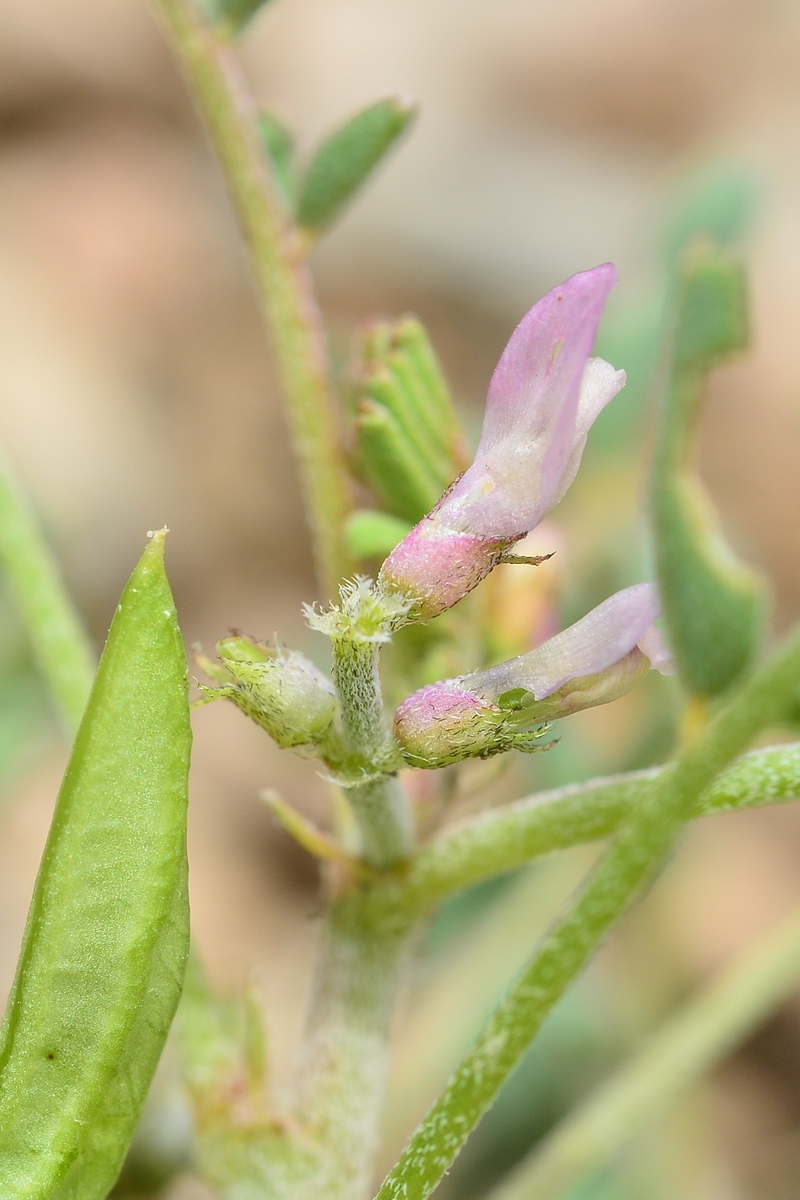 Изображение особи Astragalus psiloglottis.