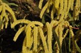 genus Acacia. Часть ветви с соцветиями. Австралия, г. Брисбен, городское озеленение. 13.08.2013.