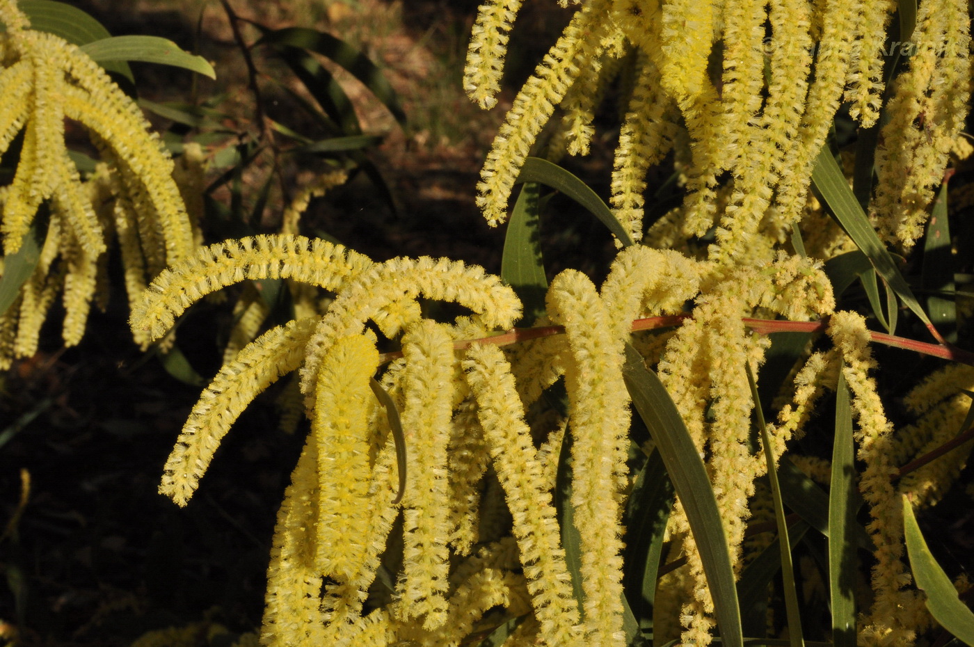 Image of genus Acacia specimen.